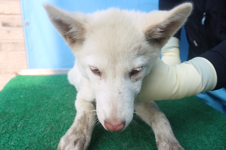 제주 동물보호센터_450650202501365